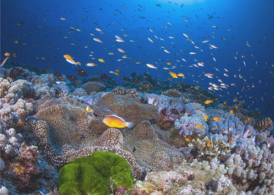 Anemonen und Fahnenbarsche | Hintergrundbild