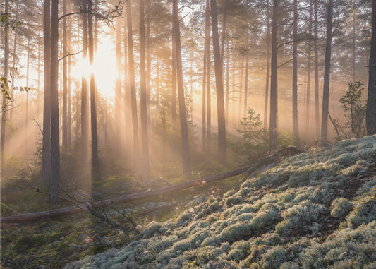 Fog in the forest with white moss in the forground | Canvas