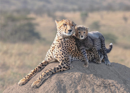 Gepard und Tasse! | Hintergrundbild