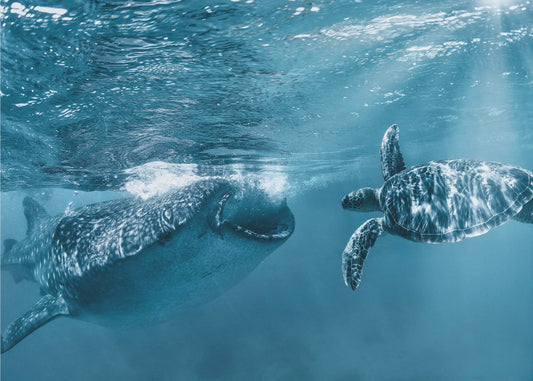 Einmal am Meer | Hintergrundbild