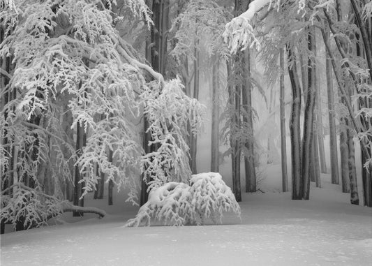 Perfekter Winter | Leinwand