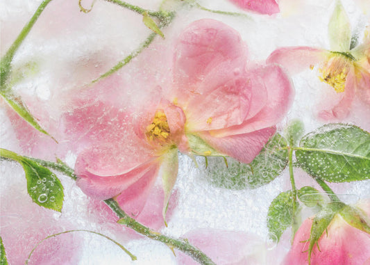 Rosa | Canvas