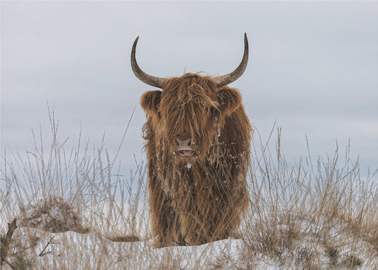 Highlander im Schnee | Leinwand