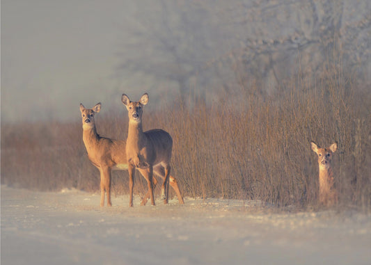 Three Deer | Poster