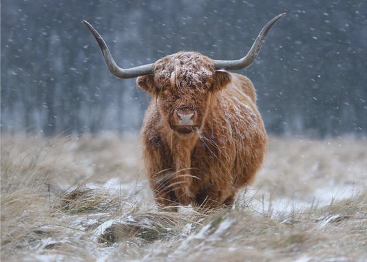 Snowy Highland cow | Canvas