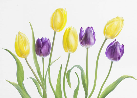 Tulip | Canvas
