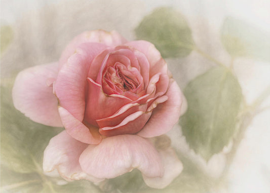 smooth rose | Canvas