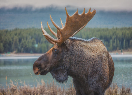 Moose | Canvas