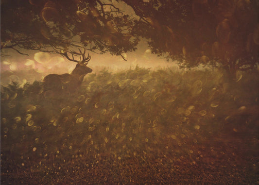 Golden Woods | Canvas