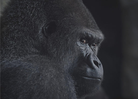 gorilla gaze | Canvas