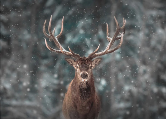 Deer King | Canvas