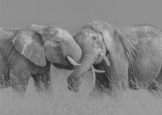 Elephant Flight | Canvas