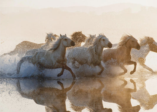 Horses | Canvas