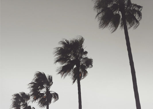Palm_004 | Wallpaper