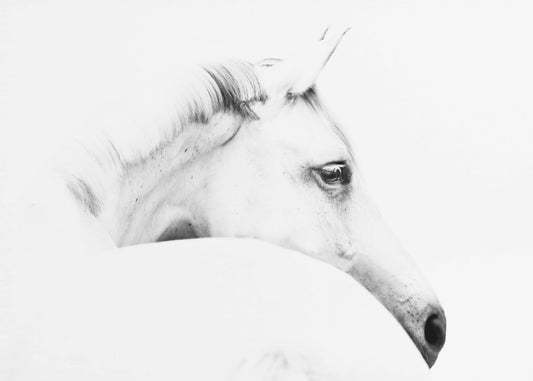 Pferd und Minimalismus | Leinwand