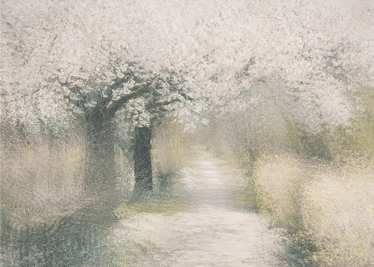 Cherry blossom | Canvas