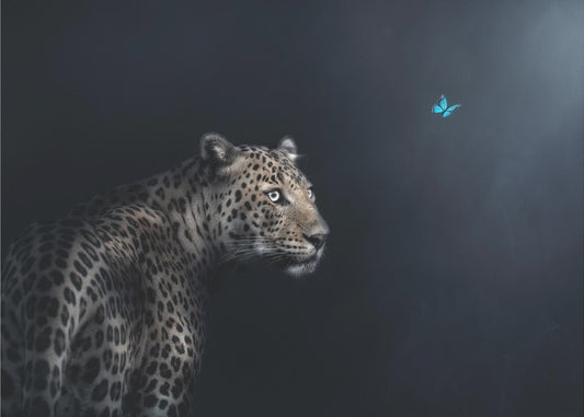 Imagination | Canvas