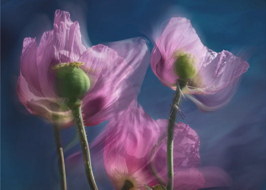 Mohnblumen am Wegesrand | Leinwand