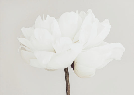 Peony 11 | Canvas