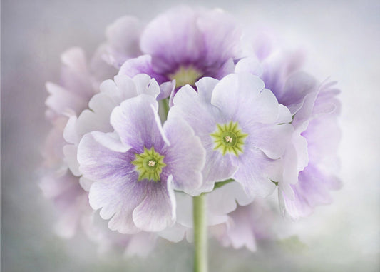 Primula | Canvas