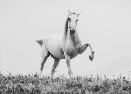 a short story about white beauty | Canvas