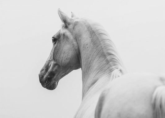 a short story about a shorn horse | Canvas