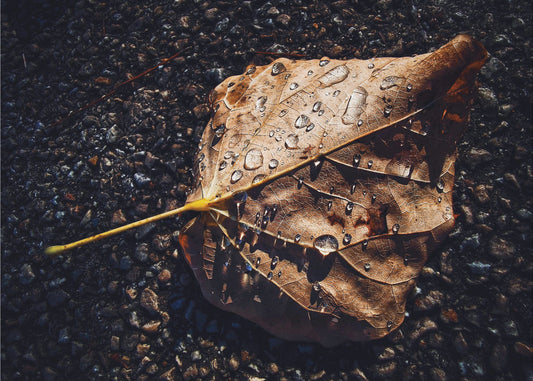 Leaf | Wallpaper