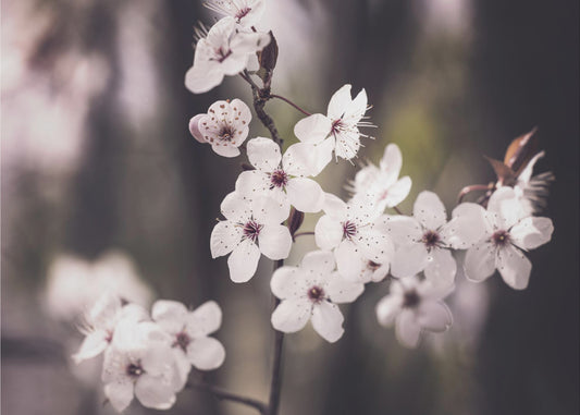 Blüten | Leinwand