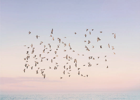 Sunset Flight | Poster
