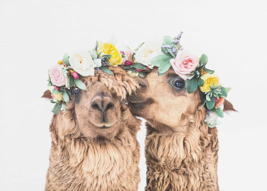 Boho Alpacas | Canvas