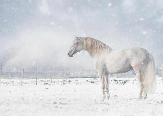 Let it snow... | Canvas
