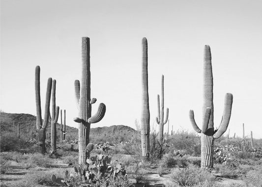 Grey Cactus Land | Canvas