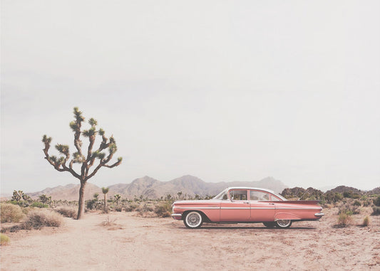 In the desert | Wallpaper