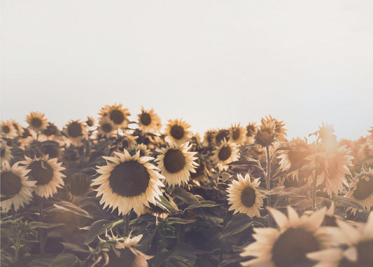 Sunflowers | Canvas