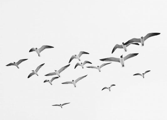 Flying Birds | Canvas