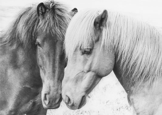 Horse Love | Canvas