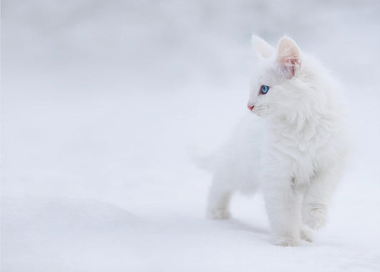 White as Snow | Canvas