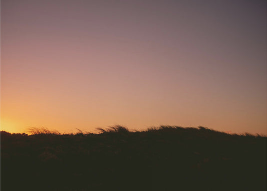 Dune Grass Sunset Horizontal | Canvas