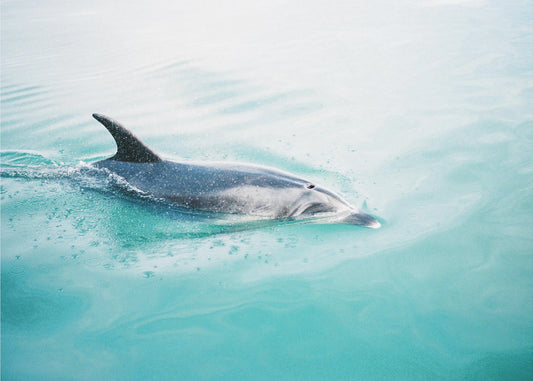Dolphin N.Z. Northern | Poster