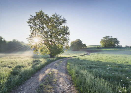 Spring Path | Poster