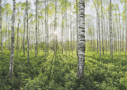 Spring in the Birch Forest | Wallpaper