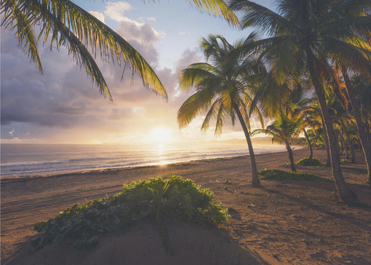 Good Morning Paradise | Poster
