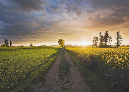 Sommerwiese | Tapete