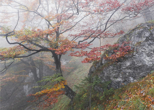 Foggy Woods | Wallpaper