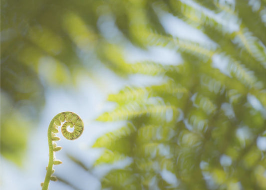 Fern Detail III | Wallpaper