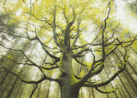 The Dream Tree | Wallpaper