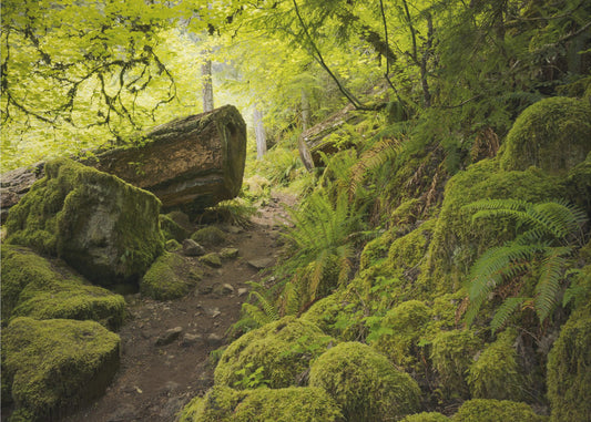 Mossy Path | Wallpaper