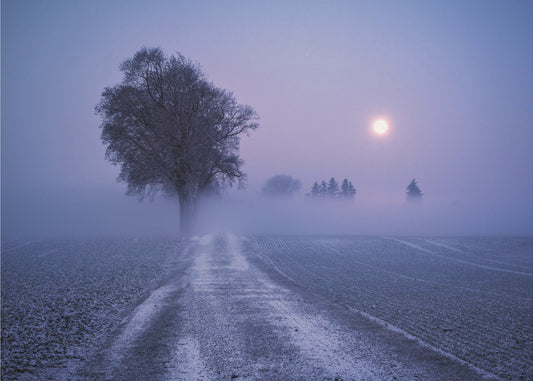 Moonlit Path | Wallpaper