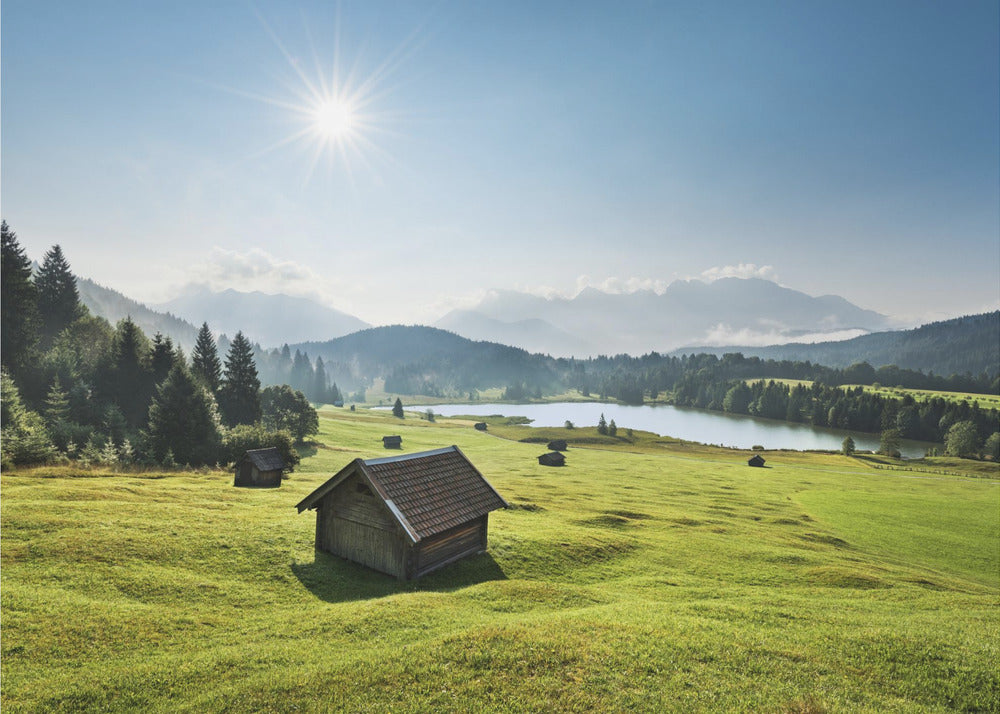 Sommerwiese | Tapete