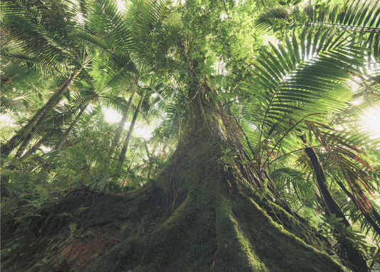 Walking in the Jungle | Canvas